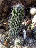 Copiapoa